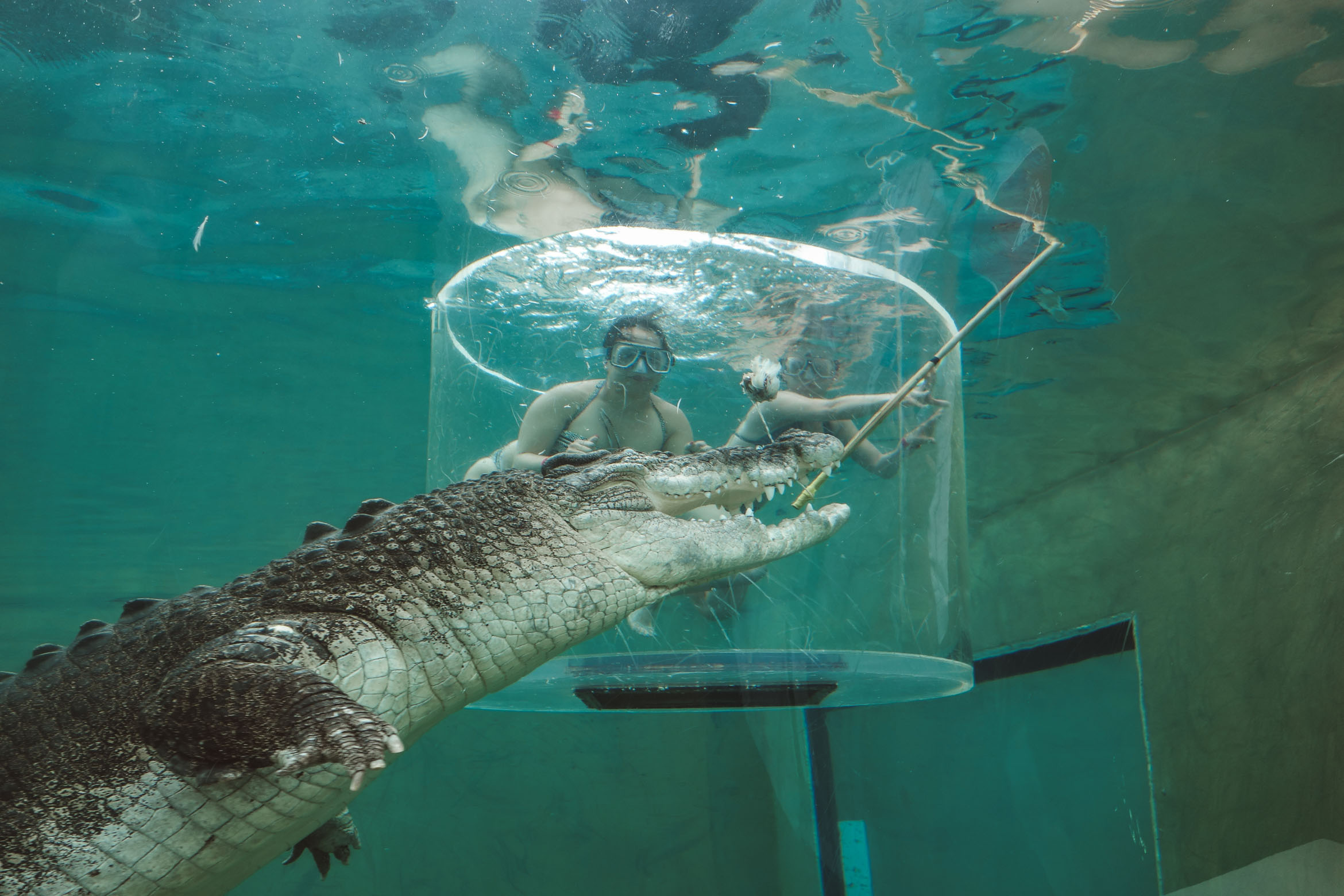 swimming with crocodiles in Darwin