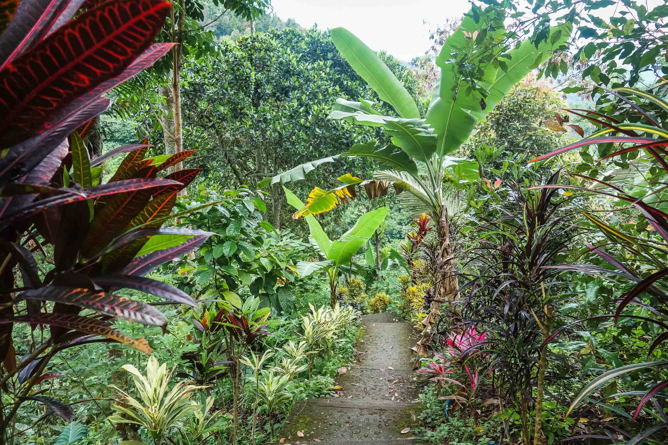 jungle path in Bali