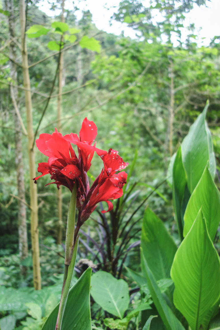 red flower in jungle