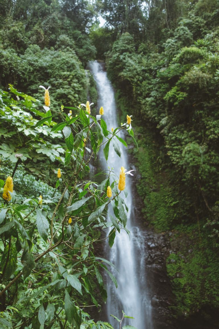 small yellow flowers in front of waterfall