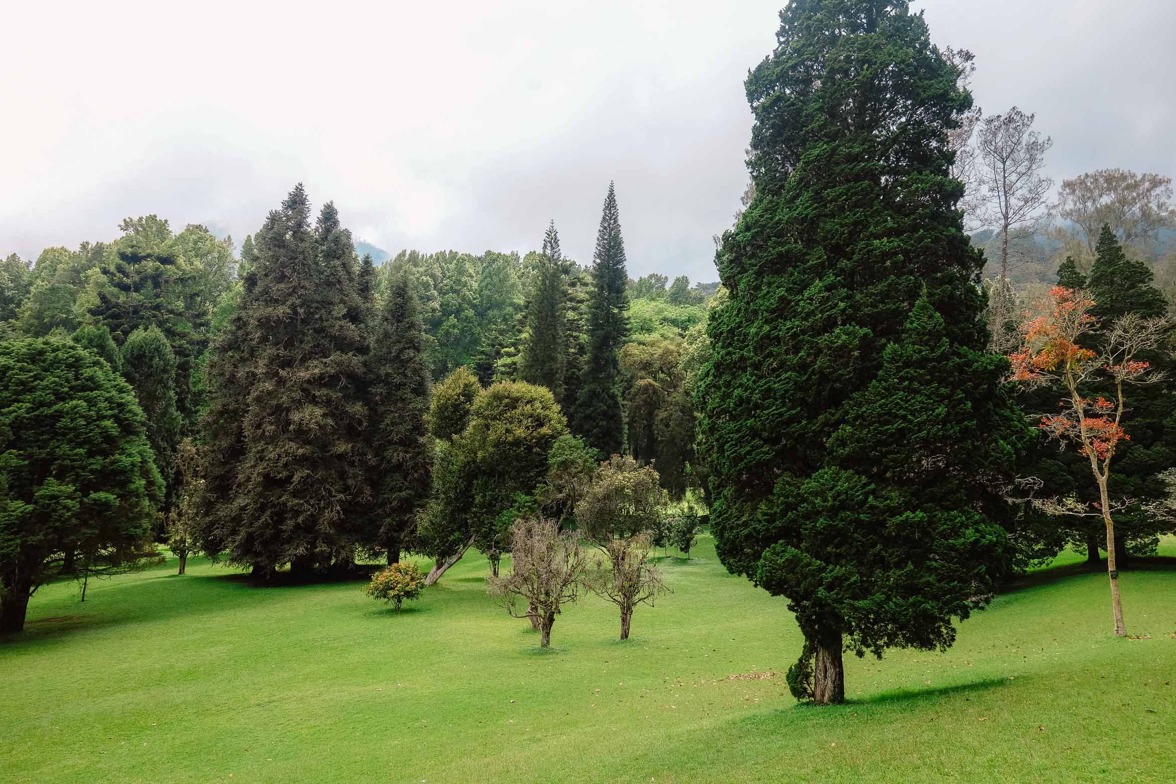 trees and green grass from botanical gardens