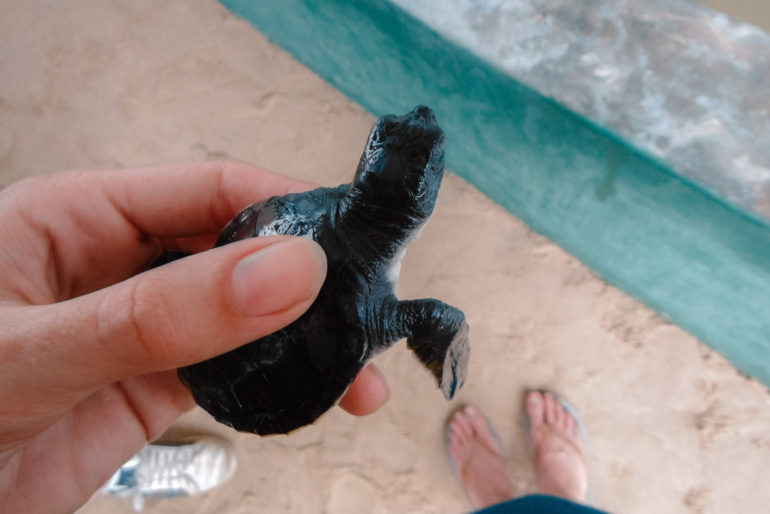holding a turtle hatchling
