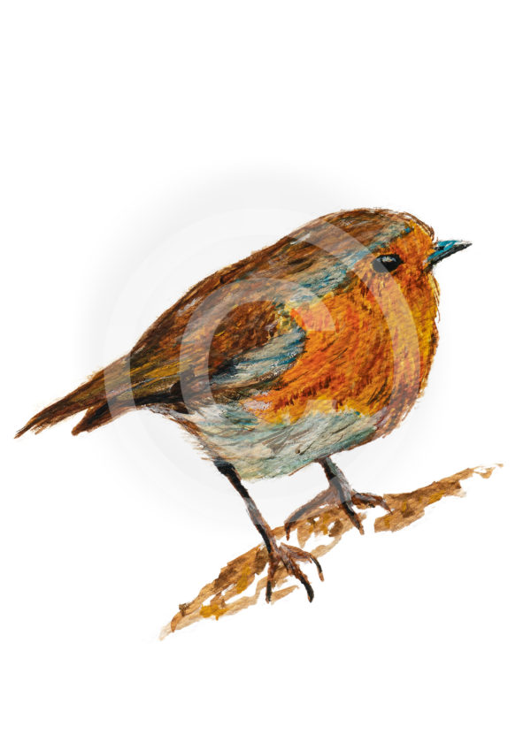 English robin painting