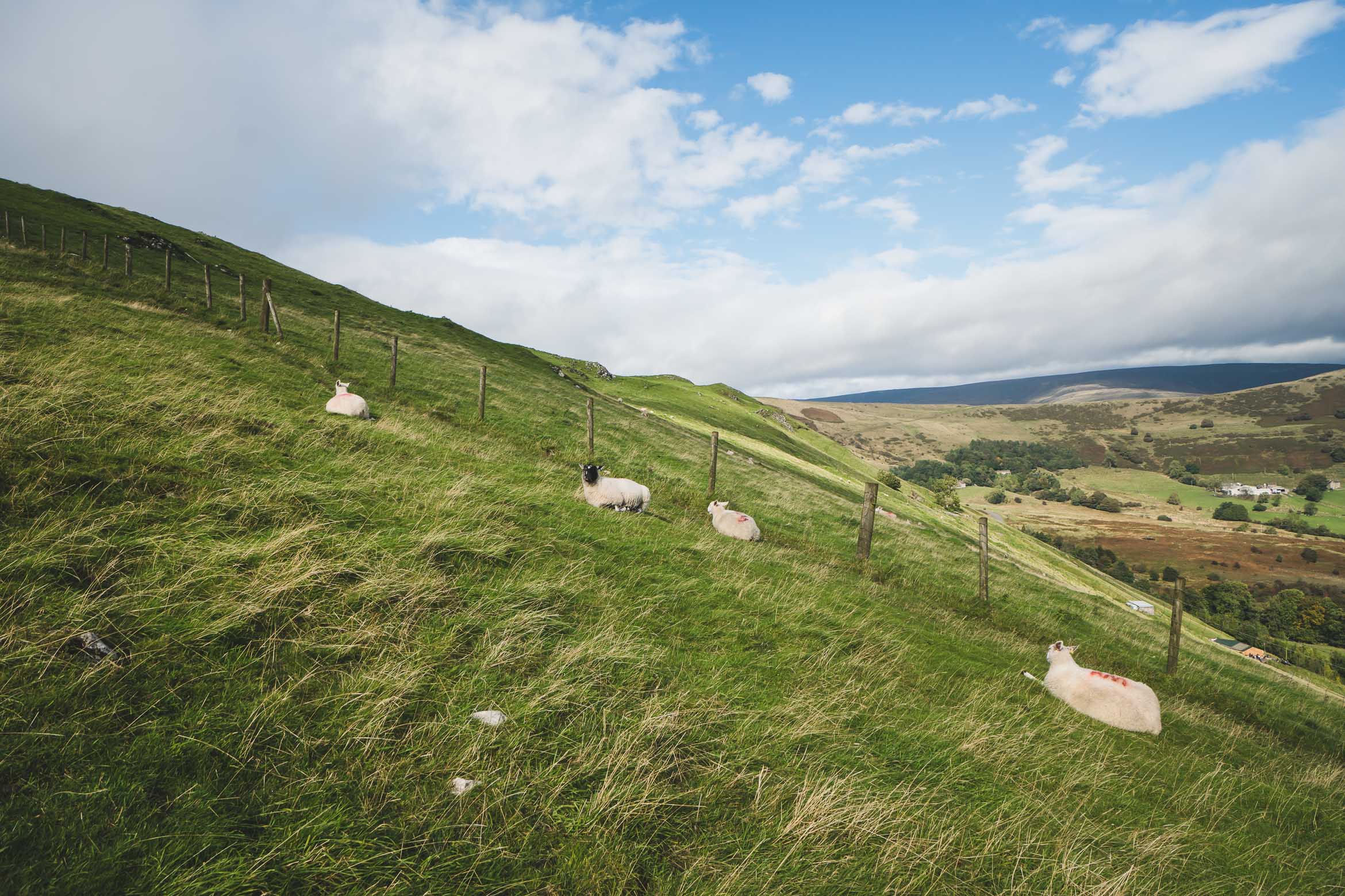 sheep on steep hill