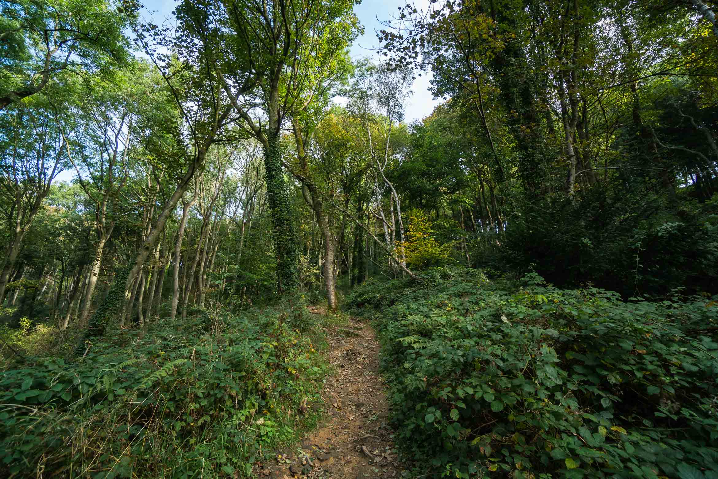 woodland path from bakewell