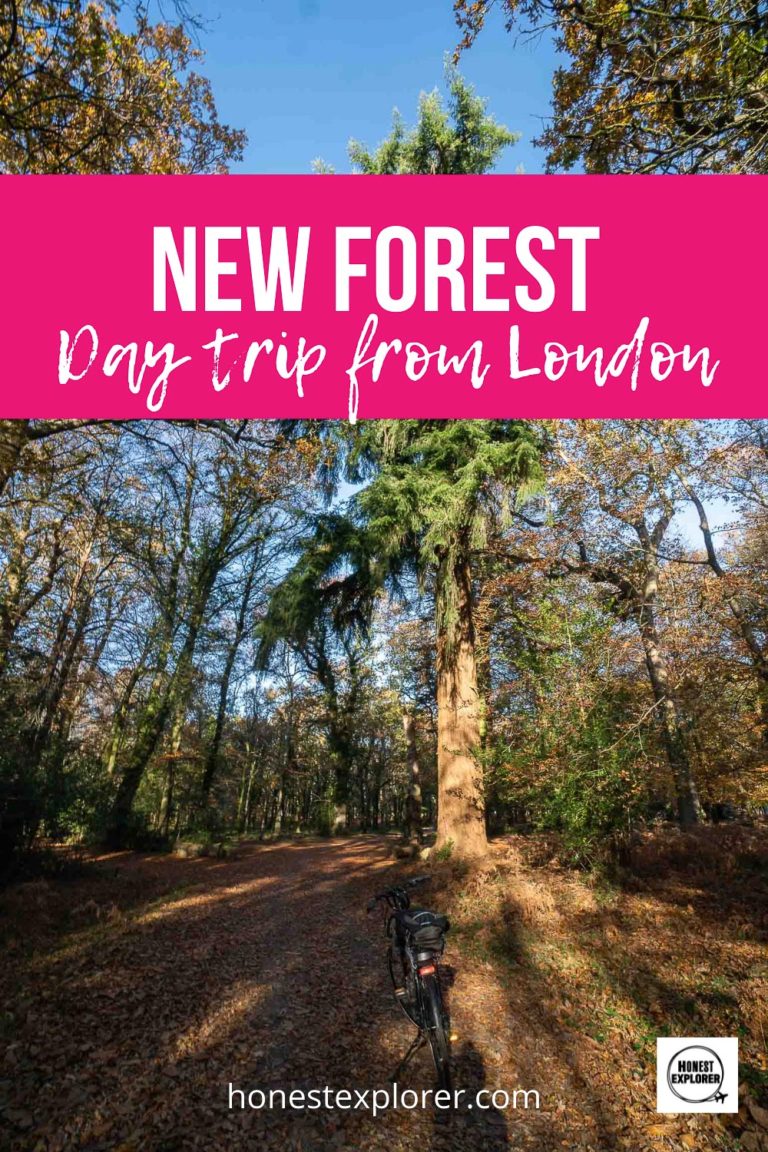 day trip from london to new forest