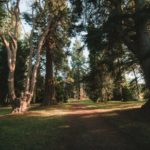 pine forest in chatsworth gardens