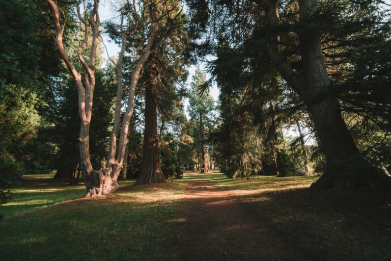 pine forest in chatsworth gardens