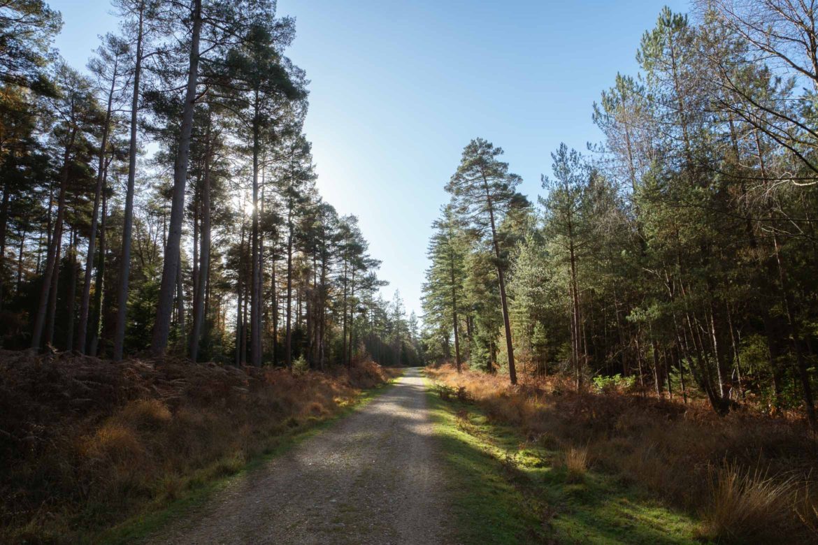 the new forest day trip