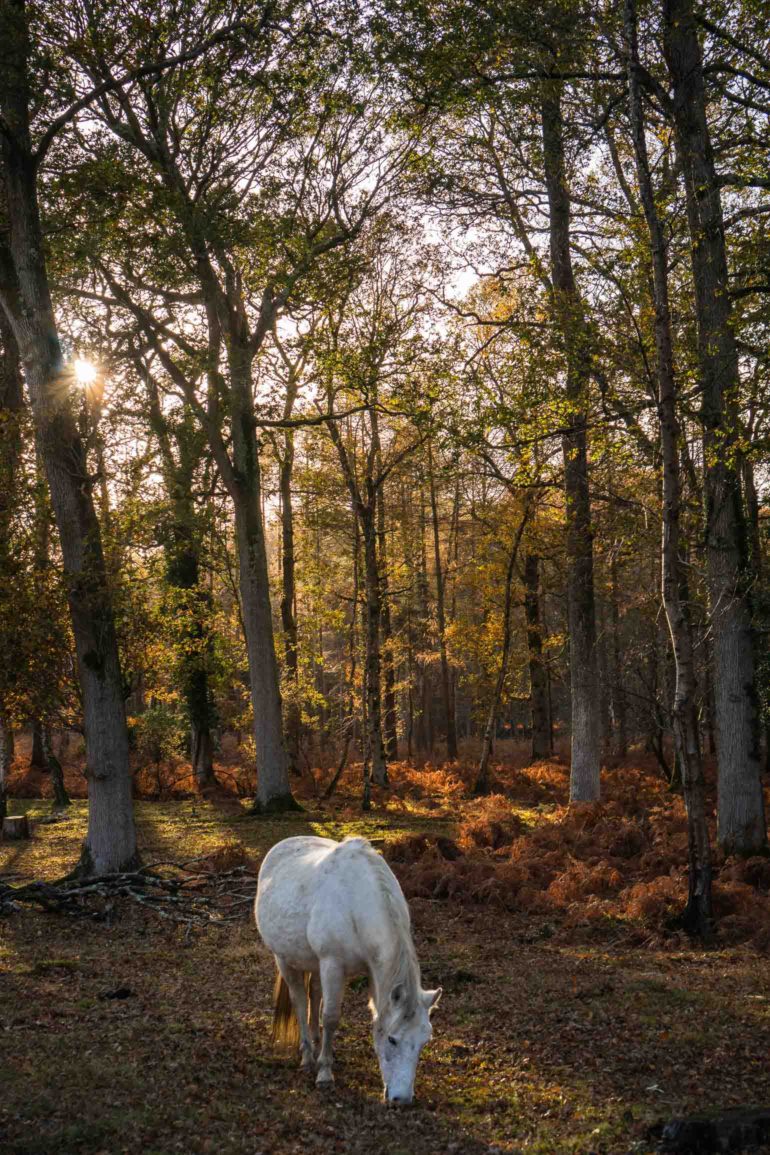 white pony in new forest
