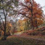 path through autumn leaves
