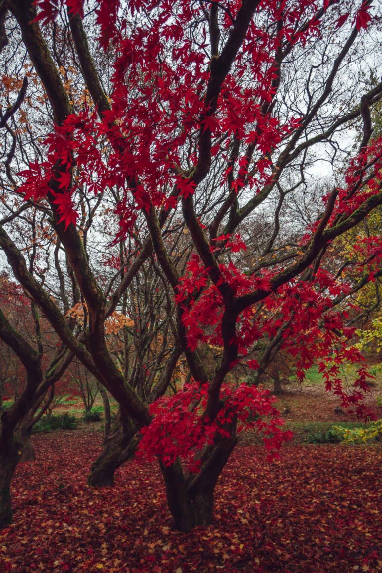 red leaves on tree at winkworth arboretum, surrey