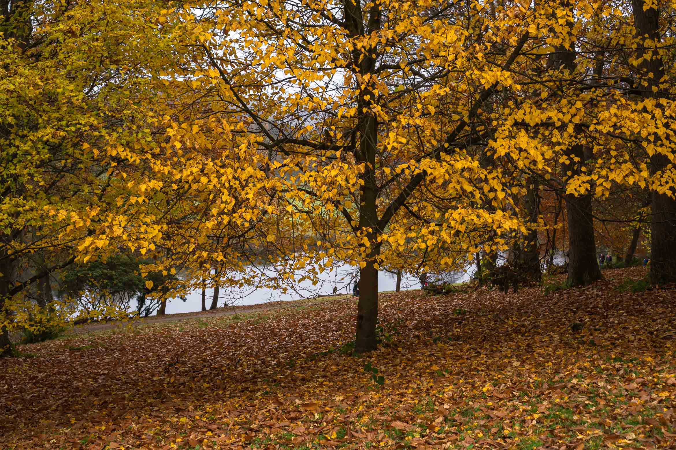 tree with yellow leaves at Winkworth Arboretum