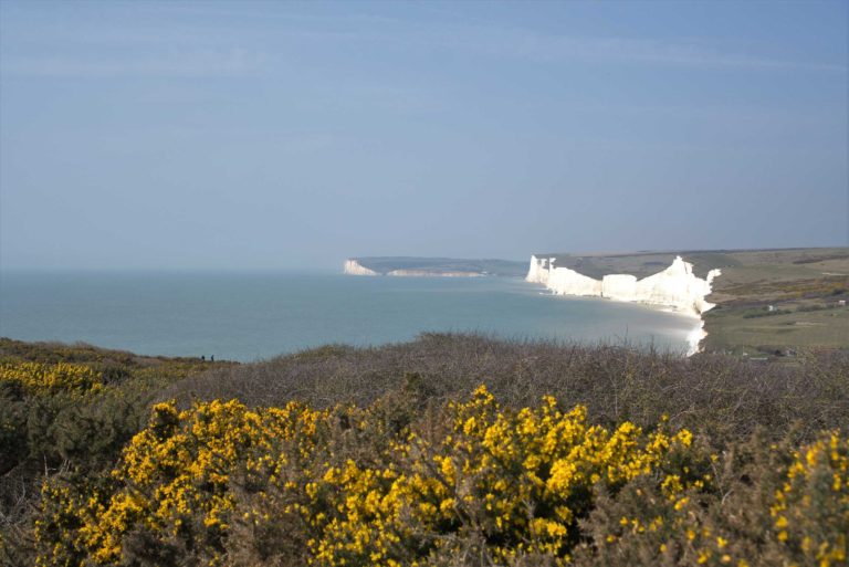 yellow flowers with white cliffs in background