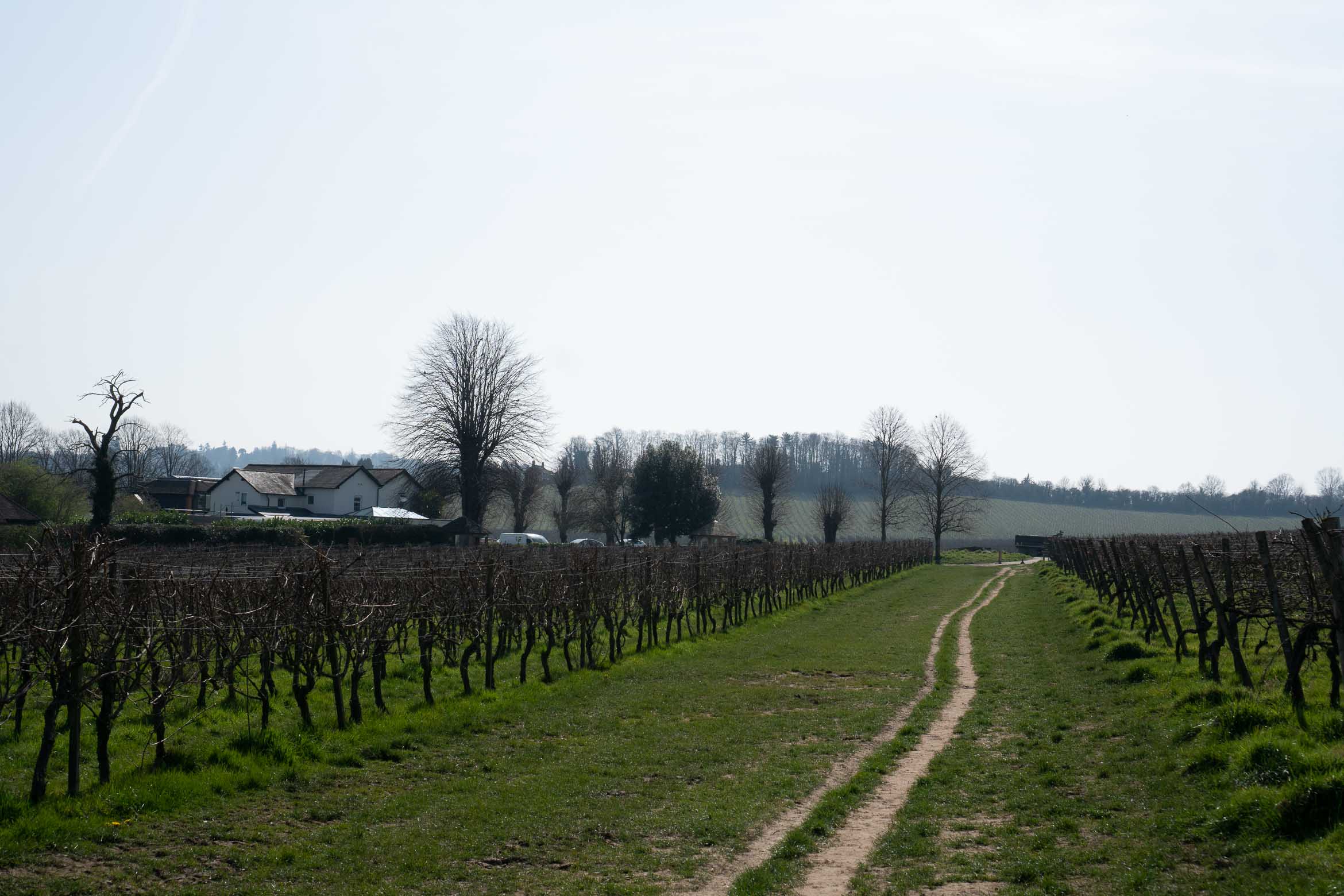 vineyard in surrey